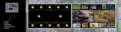 TAG Decryptor - дескремблер для мониторинга OTT и DVB MPEG-TS